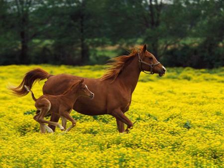 Horses in Spring