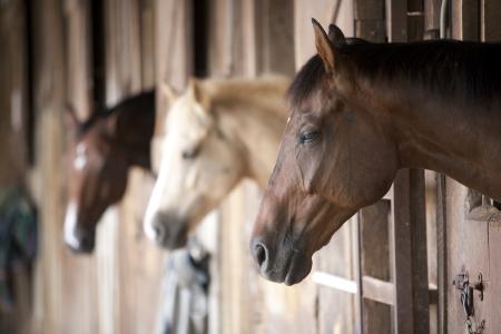 Horses in Stable