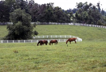 Horses in the Stable