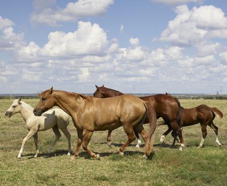 Horses in the Stable