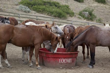 Horses in the Stable