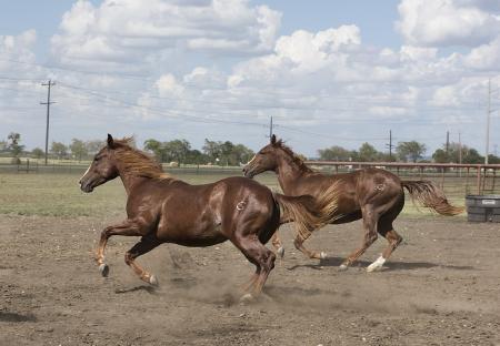 Horses in the Stable