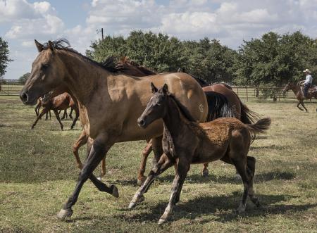 Horses in the Stable