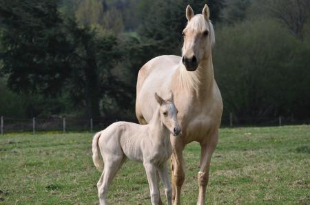 Horses in the Stable