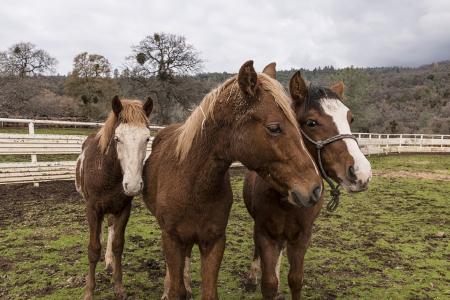 Horses in the Stable