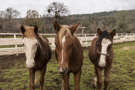 Horses in the Stable