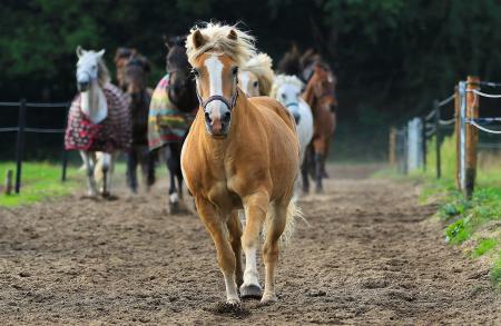 Horses in the Stable