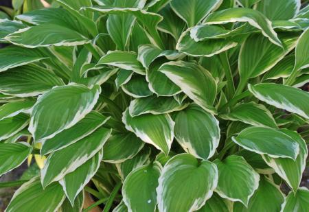 Hostas