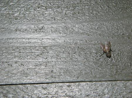 House fly on wood