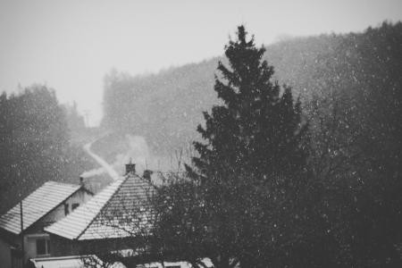 Houses and Pine Tree