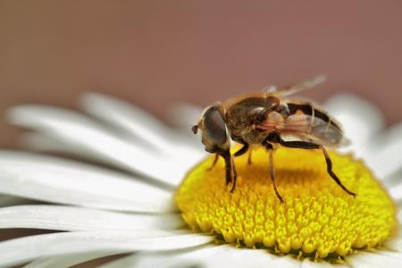 Hoverfly