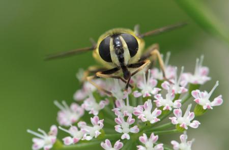 Hoverfly