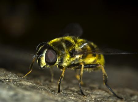 Hoverfly