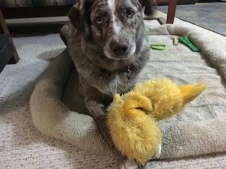 Huh? I've Had This Plush Toy 3 Days And I have Not Shredded It