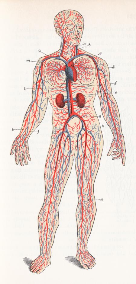 Human Blood Circulation, Circa 1911