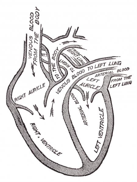 Human Heart Blood Circulation, Circa 191