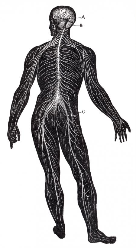 Human Nervous System, Circa 1911