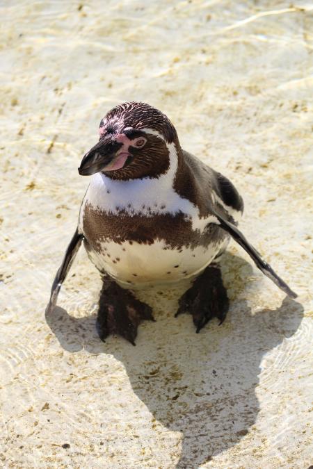 Humboldt Penguin