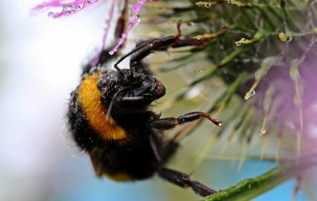 Hummel Bee in the Garden