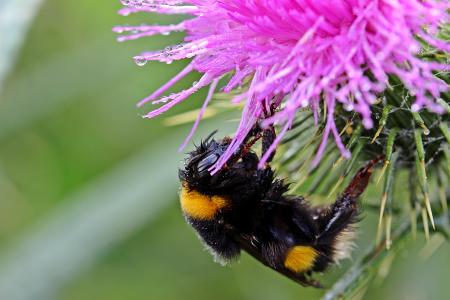 Hummel Bee in the Garden