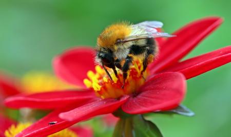 Hummel Bee in the Garden