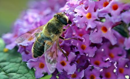 Hummel Bee in the Garden