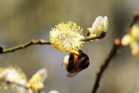 Hummel Bee in the Garden