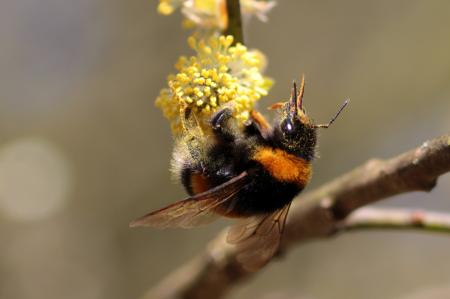 Hummel Bee in the Garden