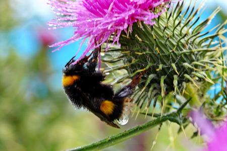 Hummel Bee in the Garden