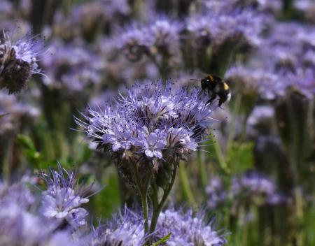 Hummel Bee on the Flower