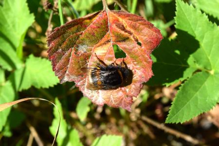 Hummel Bee on the Leave