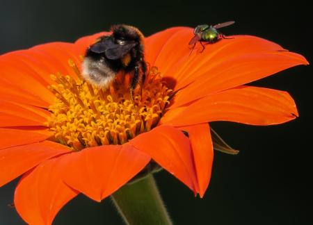 Hummel Bee Pollinating