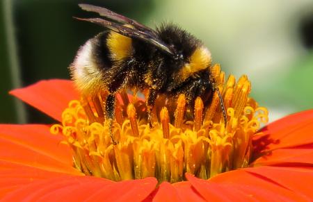 Hummel Bee Pollinating