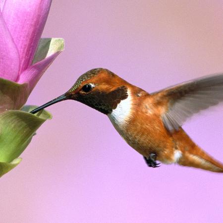 Rufous Hummingbird