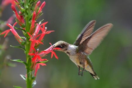 Hummingbird