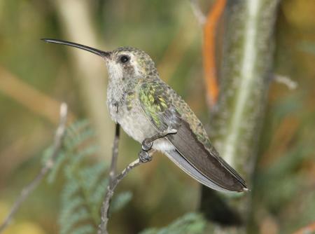 HUMMINGBIRD, BROAD-BILLED (7-28-09) az -02