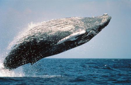 Humpback Whale