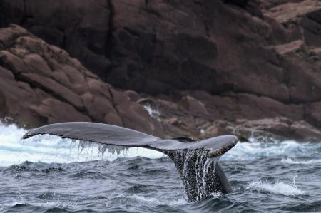 Humpback whale