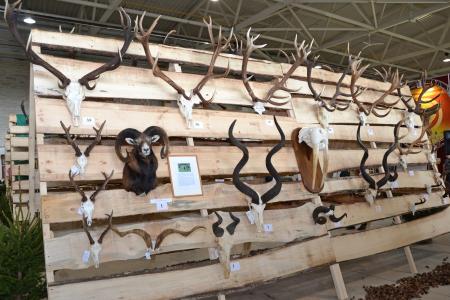 Hunting trophies