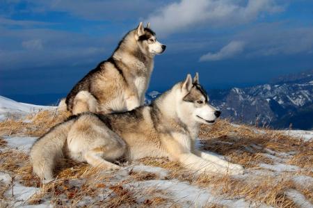 Huskies at mountain