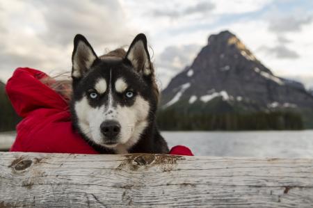 Husky Dog