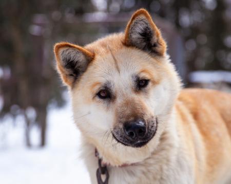 Husky Dog