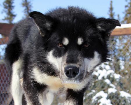 Husky Dog