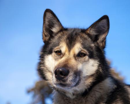 Husky Dog