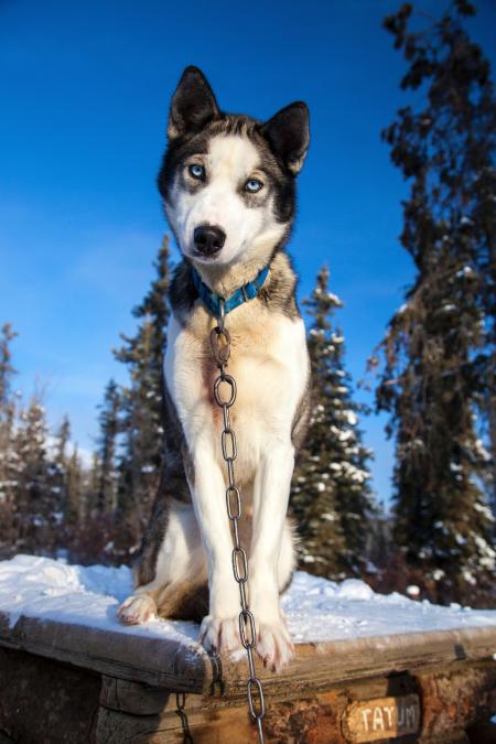 Husky Dog