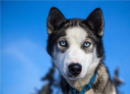 Husky Dog