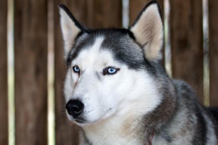 Husky Dog