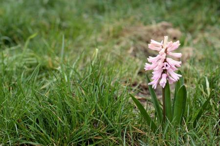 Hyacinth