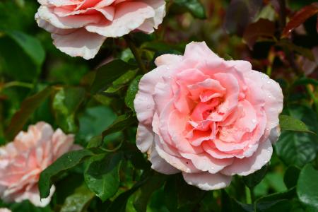 Hybrid tea rose 'Thelma Barlow'