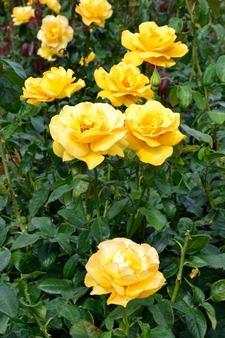 Hybrid tea roses 'Keep Smiling'